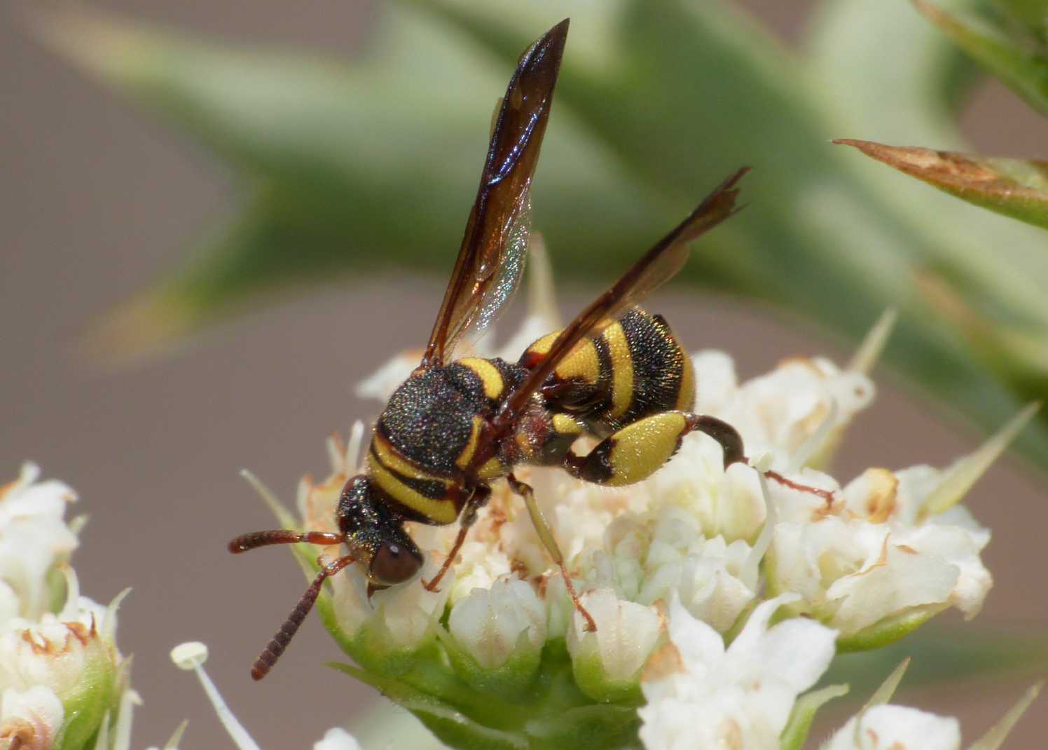 maschio di Leucospis, forse dorsigera